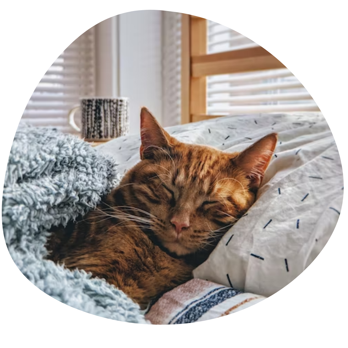 Barf pour chat muz oh