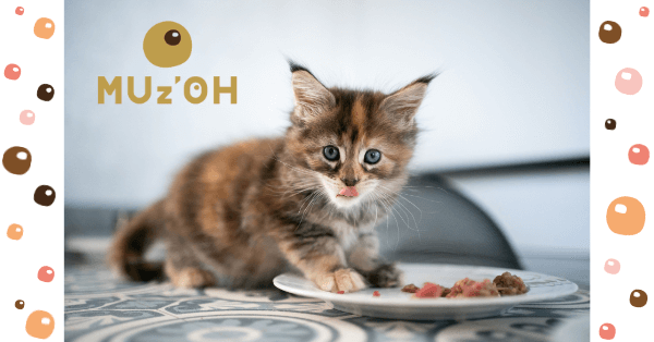 Comment calculer la ration de BARF pour chaton ?
