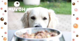 Comment calculer la ration optimale de nourriture humide pour chien