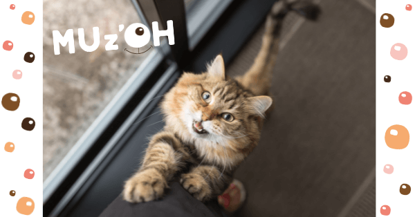 Miaulements de chats : comment les interpréter?