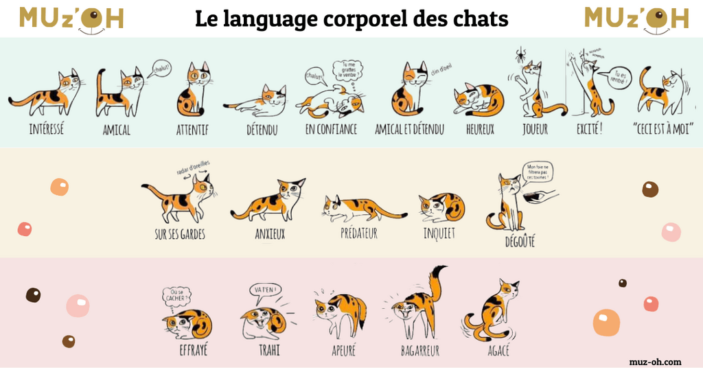 Comportement du chat le language corporel des chats