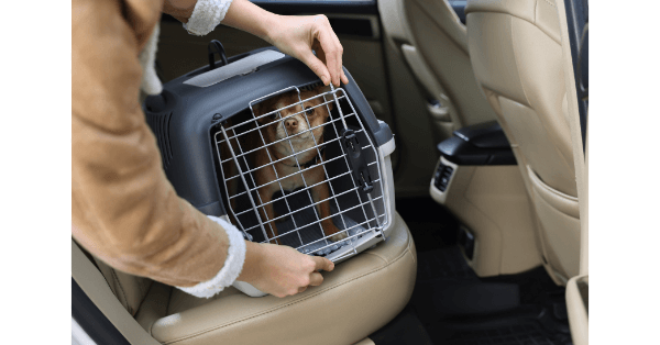 cage de transport pour chat et chien