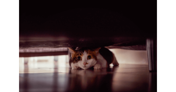 chat qui se cache