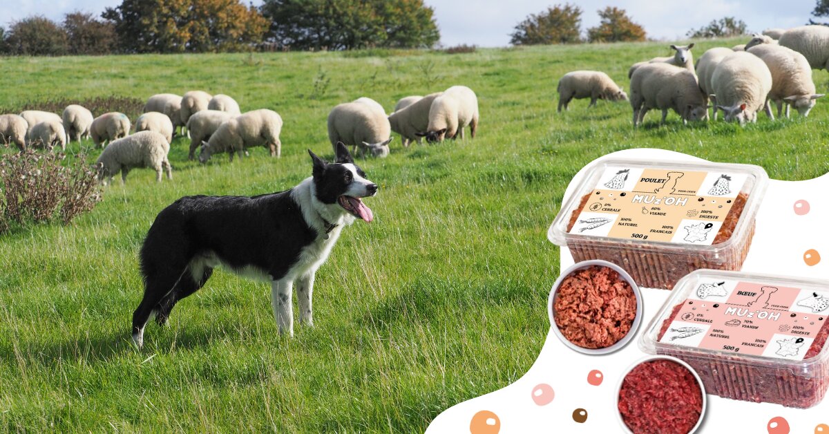 Nourriture pour chien riche en protéines de qualité : pourquoi?